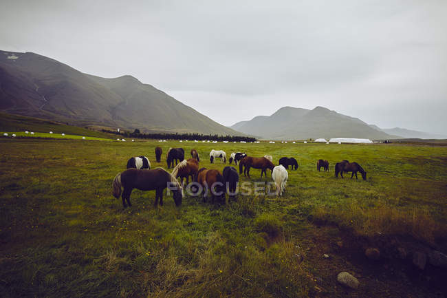 Caballos pastando, Akureyri, Eyjafjardarsysla, Islandia - foto de stock