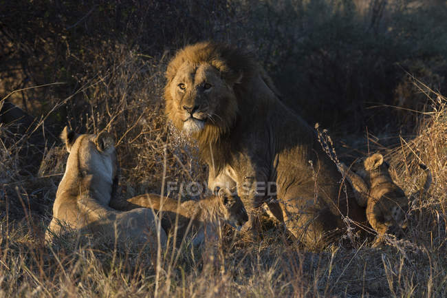 Casal de leões sentado no chão com filhotes, Okavango Delta, Botswana — Fotografia de Stock