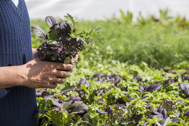 Cropped image of man holding ripe herbs in field — Stock Photo
