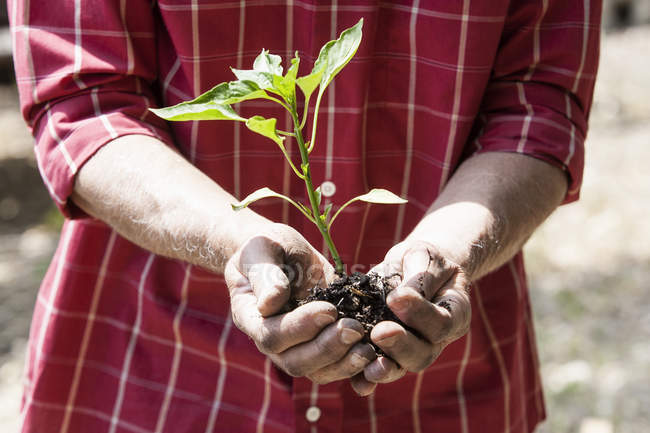 Mid section of Man planting seedling — Stock Photo