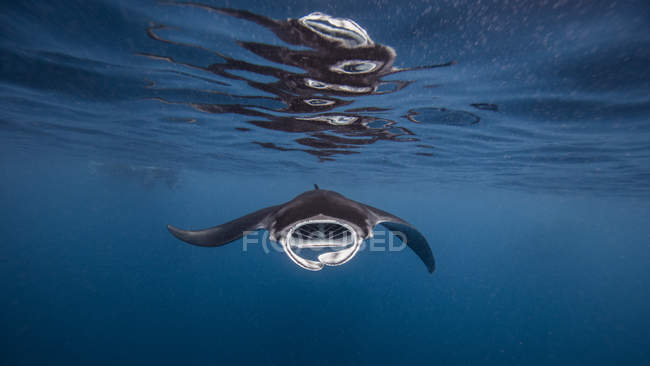 Ray nageant avec la bouche ouverte sous l'eau, isla mujeres, le Mexique — Photo de stock