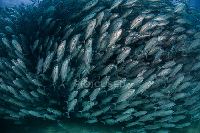 Jack fishes, underwater view, Cabo San Lucas, Baja California Sur, Mexico, North America — Stock Photo