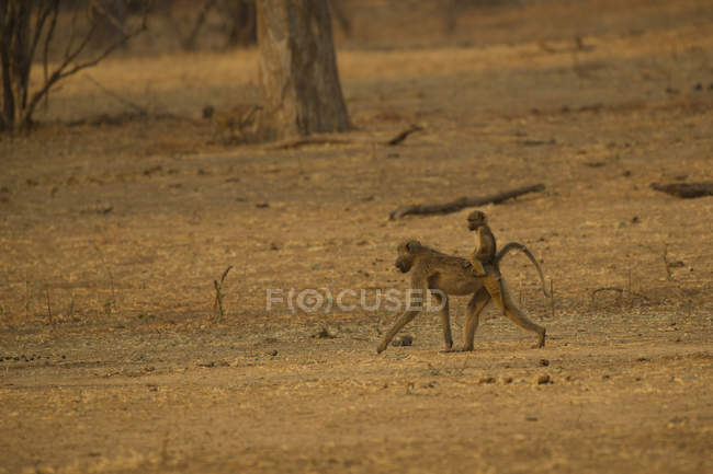 Vista lateral de babuino caminando con cachorro en la espalda en África - foto de stock