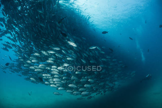 Nuoto subacqueo con scuola di jack fish, vista subacquea, Cabo San Lucas, Baja California Sur, Messico, Nord America — Foto stock