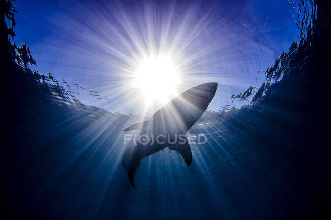 Vue à faible angle du requin nageant en mer sous les rayons du soleil, île de guadalupe — Photo de stock