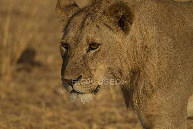 Retrato de um leão bonito, parque nacional de tarangire, tanzânia — Fotografia de Stock