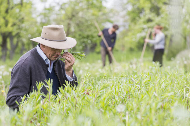 Farmer quality smelling crop in field — Stock Photo