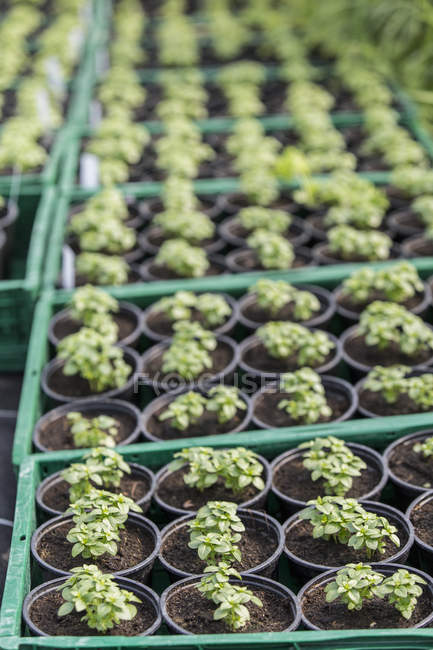 Vista de cerca de las plantas en macetas verdes en bandejas, enfoque selectivo - foto de stock