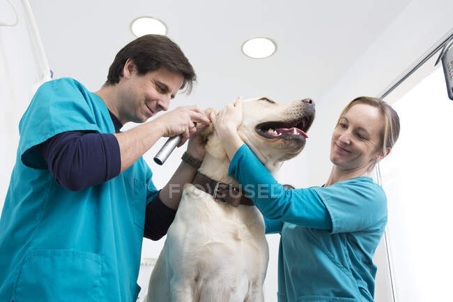 Veterinários dando labrador retriever check-up ouvido — Fotografia de Stock