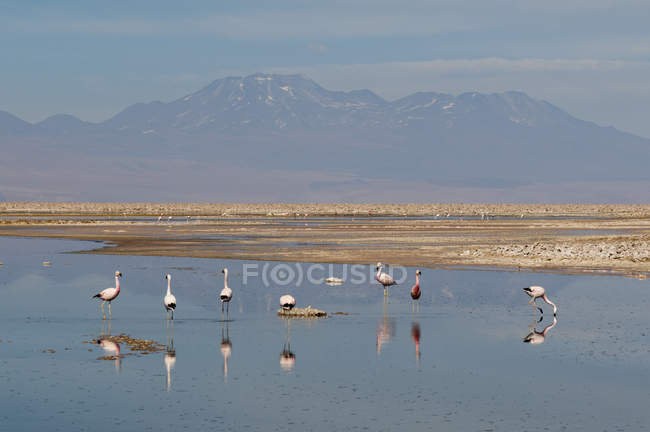 Bellissimi fenicotteri cileni a Laguna chaxa, deserto di atacama, antofagasta, chile — Foto stock