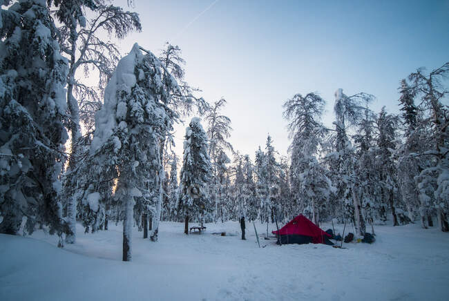 Человек, стоящий у палатки в заснеженном лесу, Россия — стоковое фото
