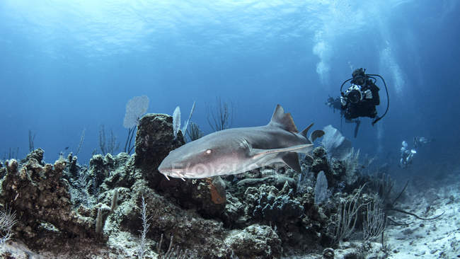 Vue sous-marine du plongeur photographiant le requin — Photo de stock