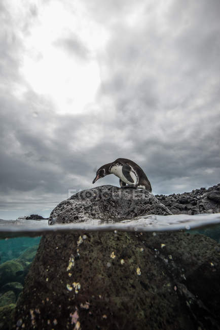 Галапагоський пінгвін, відпочиваючи на скелі, Сеймур, Галапагоські острови, Еквадор — стокове фото
