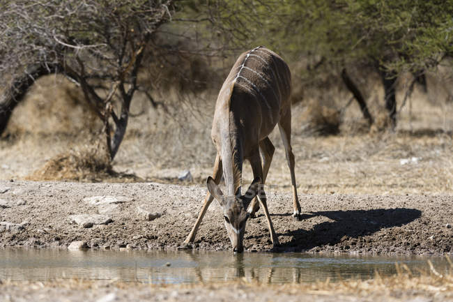 One female Greater kudu drinking water with trees on background in Kalahari, Botswana — Stock Photo