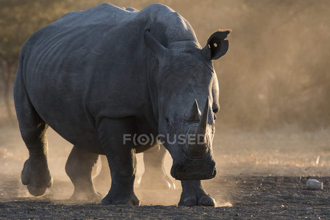 Rinoceronte branco correndo e olhando para a câmera na nuvem de poeira ao pôr do sol, Kalahari, Botswana — Fotografia de Stock
