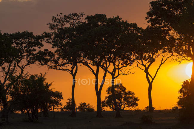 Красивый закат с деревьями против желтого неба в Танзании — стоковое фото