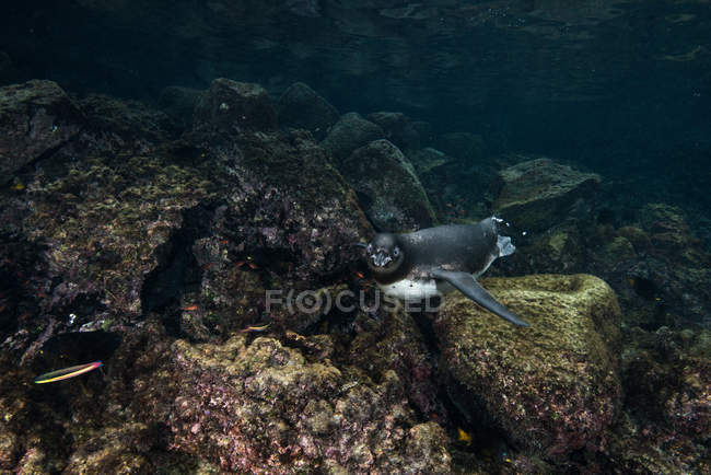 Galapagos-Pinguine jagen Sardinen, Seymour, Galapagos, Ecuador — Stockfoto