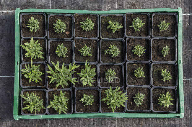 Overhead view of potted plants in tray — Stock Photo