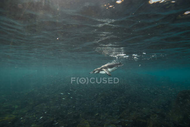 Galapagos-Pinguin jagt Sardinen, Seymour, Galapagos, Ecuador — Stockfoto