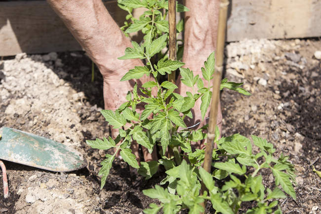 Homme plantant des plants de tomate — Photo de stock