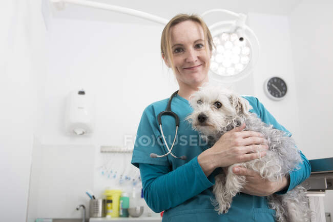 Veterinario che trasporta il barboncino cane di razza mista — Foto stock