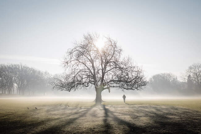 Arbre solitaire sur le Peckham Rye Common givré, Londres — Photo de stock