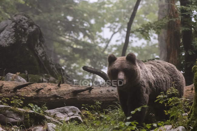 Ours brun marchant dans la forêt, commune de bohinj, slovenia — Photo de stock