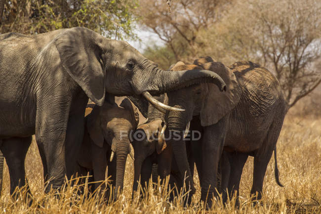Elefantes de pé com filhotes no parque nacional de tarangire, tanzânia — Fotografia de Stock