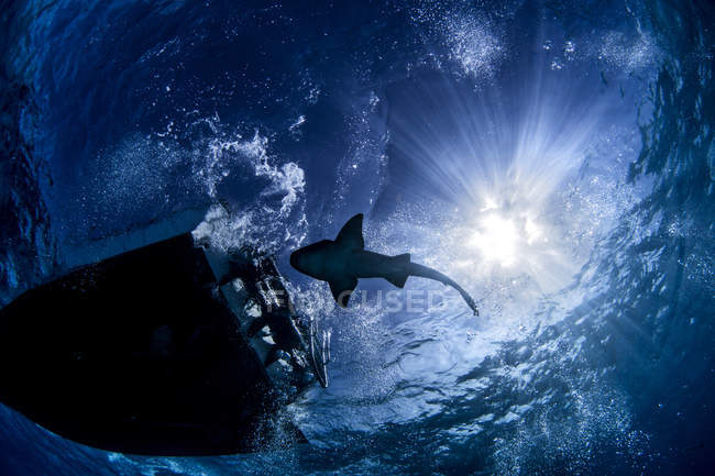 Tiburón nadando en el mar bajo rayos de sol y barco - foto de stock