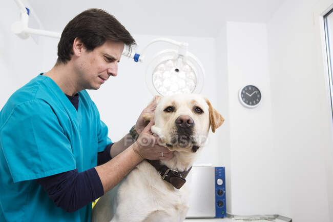 Tierarzt gibt Labrador Retriever Ohrenuntersuchung — Stockfoto
