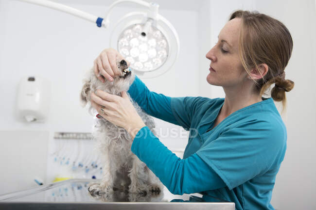 Ветеринар дає тер'єру пуделя змішаної породи собаки стоматологічний огляд — стокове фото