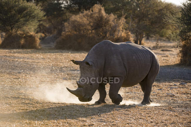 Vista laterale del rinoceronte bianco che cammina nella polvere, Kalahari, Botswana — Foto stock