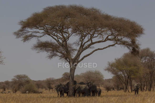 Elephants standing on grass under tree, tarangire, tanzania — Stock Photo