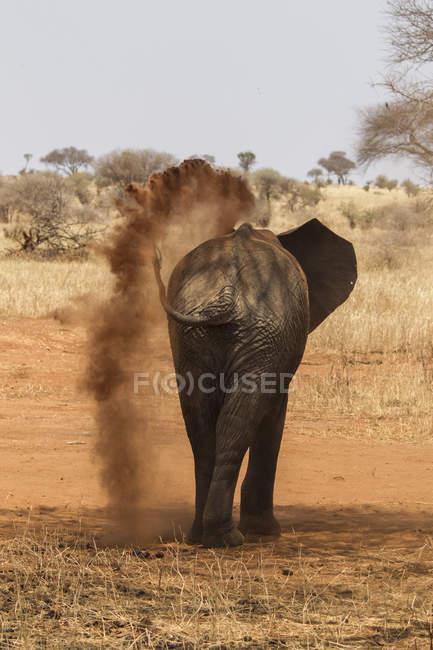 Back view of elephant walking in tarangire national park, tanzania — Stock Photo