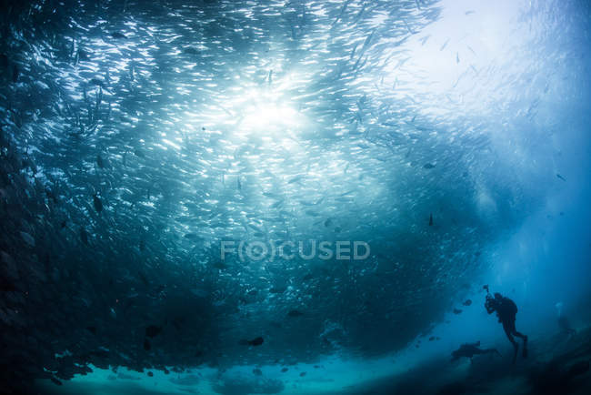 Taucherschwimmen mit einem Schwarm von Tausendfüßern, Unterwasserblick, cabo san lucas, baja california sur, mexiko, nordamerika — Stockfoto