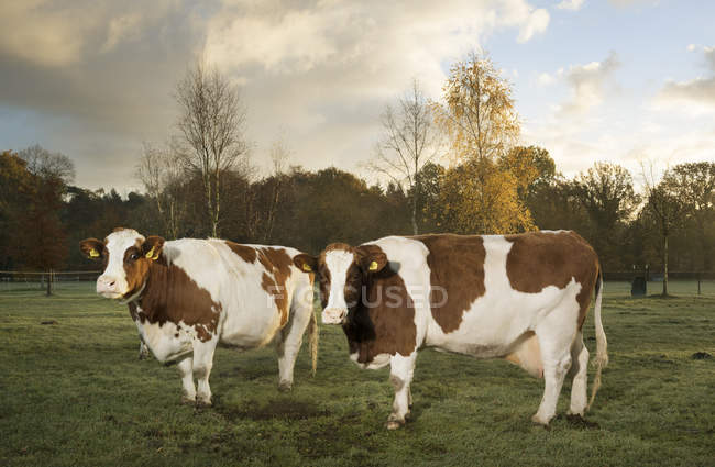 Retrato de duas vacas domésticas em pé no campo — Fotografia de Stock