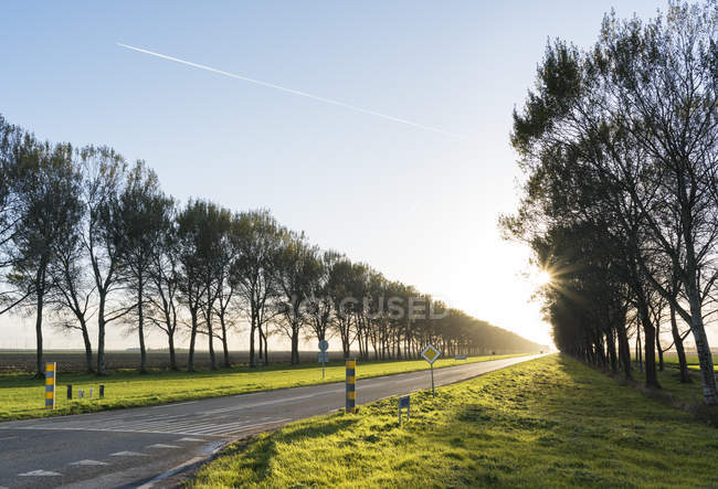 Ländliche baumgesäumte Straße, Zeewolde, Flevoland, Niederlande, Europa — Stockfoto