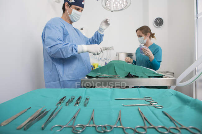 Ветеринары выполняют операции в хирургии — стоковое фото