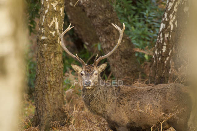 Retrato de ciervo rojo en el entorno rural - foto de stock