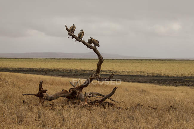 Buitres, Trigonoceps occipitalis, Parque Nacional Tarangire, Tanzania - foto de stock