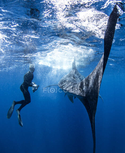 Дайвер рядом с китовой акулой — стоковое фото