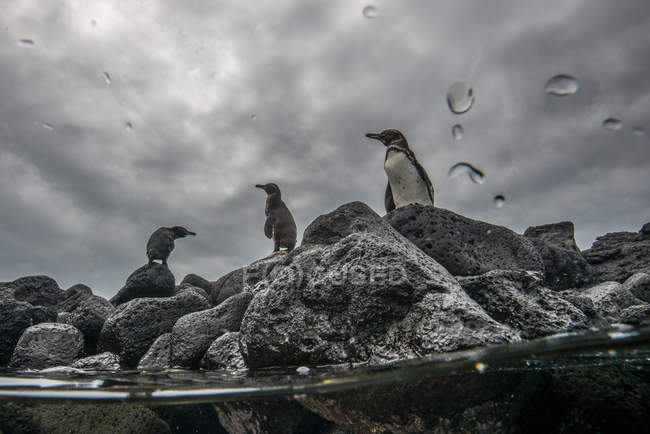 Галапагоські острови пінгвінів, відпочиваючи на скелі, Сеймур, Галапагоські острови, Еквадор — стокове фото
