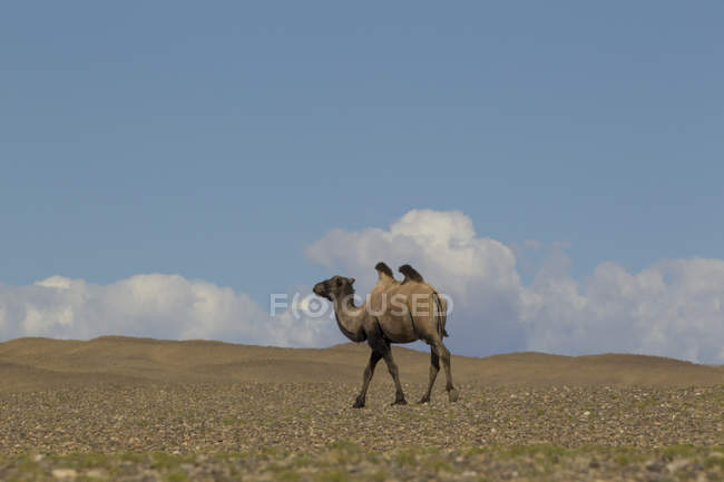 Lone bactrian camel walking across desert landscape, Khovd, Mongolia — Stock Photo