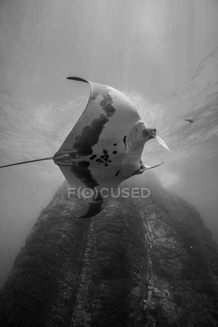 Vista subaquática de peixes-raia por formação rochosa, Revillagigedo, Tamaulipas, México, América do Norte — Fotografia de Stock