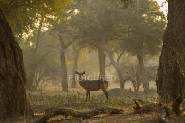 Ritratto di waterbuck nel bosco Chirundu, Zimbabwe, Africa — Foto stock