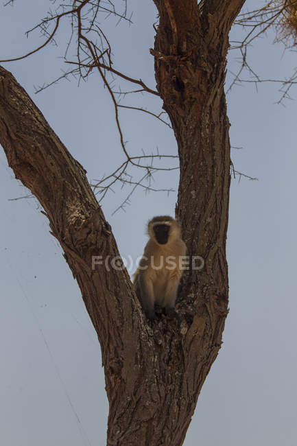 Vervet monkey, Cercopithicus aethiops, Tarangire National Park, Tanzania — Stock Photo