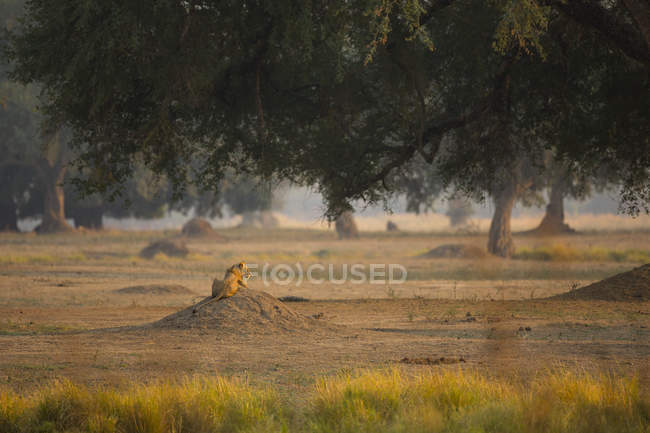 Vista posteriore di un bellissimo leone che riposa sulla collina in piscine mana zimbabwe — Foto stock
