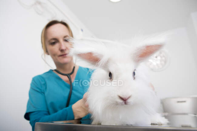 Vet giving angora rabbit dental examination — стоковое фото