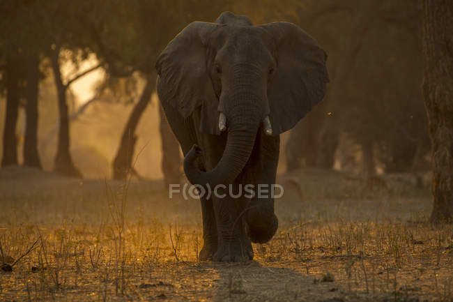 Elefante caminhando ao pôr do sol, piscinas nana parque nacional, zimbabwe — Fotografia de Stock