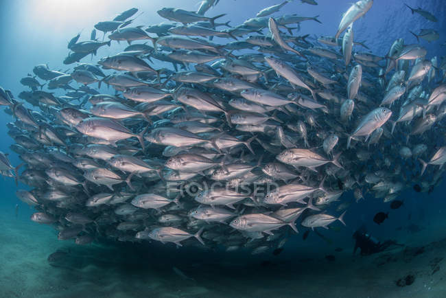 Diver swimming with school of jack fish, underwater view, Cabo San Lucas, Baja California Sur, Mexico, North America — Stock Photo